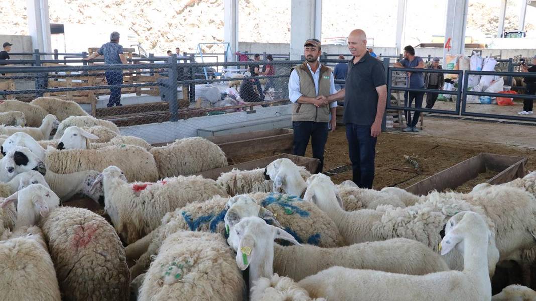 Kurban Bayramı’na 90 gün kala Konya’da kurbanlıklar satışta! İşte kurbanlık fiyatları… 4